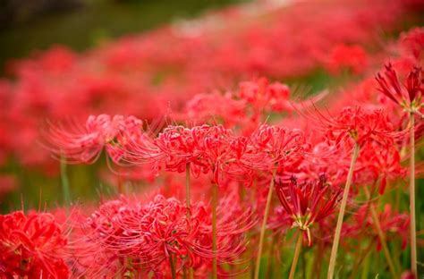 彼岸花花語日本|彼岸花(ヒガンバナ)の花言葉｜怖い意味もある？花が 